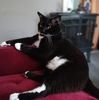 puppiekitty2018